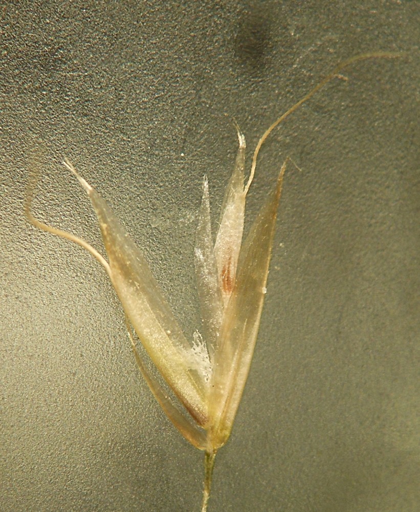 Trisetum flavescens (L.) P. Beauv.